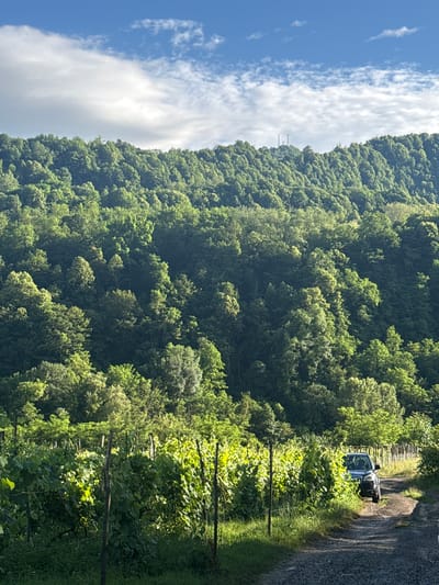This media file captures a lush, green mountainside in Khvanchkara, Georgia, under a bright blue sky dotted with wispy white clouds. The slope is densely covered in vibrant green trees, creating a thick canopy that stretches from the top of the frame down towards the foreground. On the right side of the image, a gravel road winds its way up the mountain, with a dark-colored vehicle parked on its side. Along the edge of the road and the lower part of the mountainside, there are rows of grapevines, their leaves catching the sunlight. These vines are supported by wooden stakes and horizontal wires, suggesting a vineyard. The overall impression is one of a serene, rural landscape bathed in natural light, likely during the daytime. The abundance of greenery and the clear sky indicate pleasant weather conditions. There is no visible text in the image.
