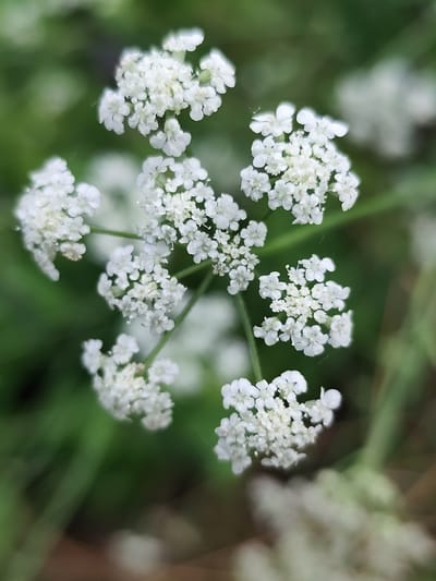 A close-up, shallow depth-of-field photograph captures a cluster of small white flowers with delicate petals, possibly Queen Anne's Lace, against a blurred green background. The flowers are arranged in an umbel formation, with numerous tiny blossoms clustered together at the ends of thin stems. Some of the petals are tinged with a slight yellow, and a faint spiderweb is visible on one of the stems. The overall impression is one of natural beauty and fragility. This image was taken in the city of Beglatoy, Russia.