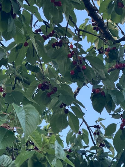 The image depicts a close-up view of a cherry tree, laden with ripe dark red cherries and green leaves, set against a clear blue sky. The cherries are clustered on branches, some appearing as individual fruits and others in small groups. The leaves are lush and varied in their orientation, creating a dense canopy. The bark of the tree branches is visible, providing texture and structure to the scene. The overall impression is one of a fruitful harvest in a natural outdoor setting. The location is specified as Höslwang, Germany, suggesting this is a common sight in the region during cherry season.