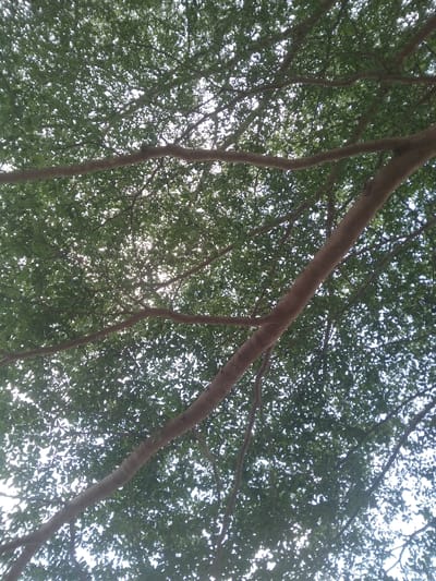 The image displays an upward view into a dense tree canopy, located in Osu, Nigeria. Numerous small, dark green leaves uniformly cover the majority of the upper frame, through which multiple brown tree branches extend and crisscross. Bright sunlight is visible filtering through the gaps in the foliage, creating backlit effects and bright spots against a lighter, hazy sky background. No human figures or artificial structures are discernible. The scene is characterized by natural elements, primarily leaves and branches, under ambient daylight conditions.