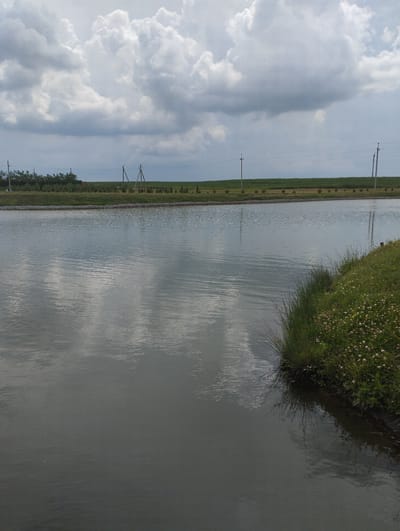 The image depicts a tranquil outdoor scene. In the foreground, a calm body of water reflects the sky and surrounding environment. The water's surface is disturbed by gentle ripples, indicating a slight breeze. Along the right bank of the water, lush green grass is dotted with small white and pink wildflowers. Tall, thin blades of grass and some denser vegetation grow along the water's edge.

In the mid-ground, a distinct line of trees forms a border between the water and a cultivated field beyond. This field appears to be an agricultural crop, stretching horizontally across the frame. Two tall, slender utility poles with wires stretched between them stand prominently in the distance, suggesting the presence of infrastructure. Further in the distance, another line of trees is visible.

The sky above is filled with dramatic, heavy clouds that create a sense of diffused light, suggesting it might be overcast or approaching a storm. Despite the dramatic sky, the overall mood of the scene is serene and natural. The location is Romanivka, Ukraine. There is no visible text in the image. The time of day appears to be daytime, given the brightness of the sky and the reflections on the water.