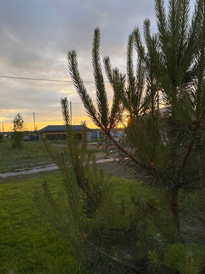 A close-up of pine tree branches in the foreground is the central focus of the image. Behind the pine branches, a hazy sunset paints the sky with warm orange and yellow hues. In the mid-ground, a residential building with a dark roof is visible, along with a car parked on a dirt road. Power lines stretch across the horizon, and a few scattered trees dot the landscape. The scene appears to be set in a rural or suburban area, possibly in the city of Kon', Russia, given the presence of power lines and the style of the residential building. The overall atmosphere is serene and tranquil, with the warm glow of the sunset casting a soft light over the scene.