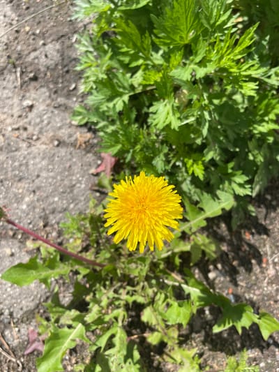 A close-up, overhead shot captures a single yellow dandelion in bloom, positioned centrally in the frame. The dandelion's vibrant petals radiate outwards from its center, creating a fluffy, circular bloom. It is surrounded by its characteristic jagged green leaves, some of which are partially obscured by the dense foliage of another plant with feathery green leaves dominating the upper right quadrant of the image. The ground beneath the plants is a mixture of dark soil and light-colored gravel, with a few scattered pebbles and a small red leaf visible in the lower left. The scene is illuminated by natural sunlight, casting shadows that suggest it is midday. The image was taken outdoors, likely in a garden or natural area within the city of Tervolovo, Russia. There are no people or animals present in the frame, and no discernable actions or interactions are taking place.