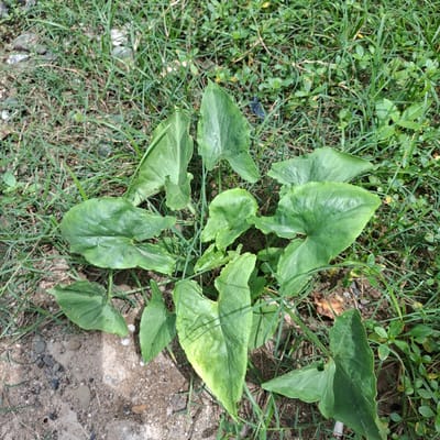 A cluster of green, heart-shaped leaves with visible veins grows from the ground amidst grass and small stones. Some leaves show slight yellowing at the edges. The ground is composed of sandy soil, small pebbles, and dry grass clippings. The scene appears to be outdoors in an undeveloped area, possibly a roadside verge or garden edge, within Reudeuep, Indonesia. There are no visible people or animals, but several small black ants are present on the leaves. The lighting suggests it is daytime.