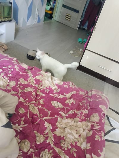 A white cat with blue eyes stands on a light gray carpet next to a bed with a pink floral comforter. The cat is looking to the left. In the background, there is a wall with a geometric pattern of blue and light gray triangles, a white cabinet with a shelf, and a fish tank on top of the cabinet. To the right of the bed is a wardrobe with beige doors and dark brown trim. On the floor near the wardrobe, there are two green flip-flops and a coiled electrical cord with two plugs. The scene appears to be indoors, likely a bedroom. The provided image does not contain any information that would allow for the determination of the city or country.