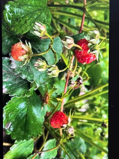 This close-up image captures several strawberry plants amidst lush green foliage. The main subjects are strawberries at various stages of development. Two prominent strawberries are fully red and appear ripe, with one in the upper center and another on the right side. Multiple other strawberries are visible, some smaller and paler green or light red, indicating they are still developing from their blossoms.

The strawberries are nestled among vibrant green, serrated leaves and sturdy green stems. Several leaves exhibit a wet sheen or visible water droplets, suggesting recent rain or morning dew. The background is a soft blur of green, indicating a natural, outdoor environment like a garden or field. There is no specific activity depicted other than the natural growth and ripening of the fruit.

No people are visible, and there is no discernible text within the image. The time of day appears to be daytime, given the natural light. While the location context is Wolverhampton, United Kingdom, the image itself does not contain specific visual cues to pinpoint this exact location beyond being a typical outdoor garden setting.