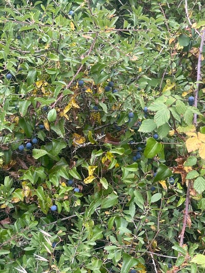The image depicts a dense thicket of green bushes with numerous dark blue berries, characteristic of sloe berries, scattered throughout. Some leaves are yellowing, suggesting the onset of autumn. The vegetation appears wild and untamed, with thin branches and thorny stems visible. The lighting suggests an overcast day. The scene is outdoors, likely in a natural or semi-natural environment, but its specific location within the city of São João das Lampas, Portugal, cannot be determined from the visual information alone. There are no people or human activities visible in the image.