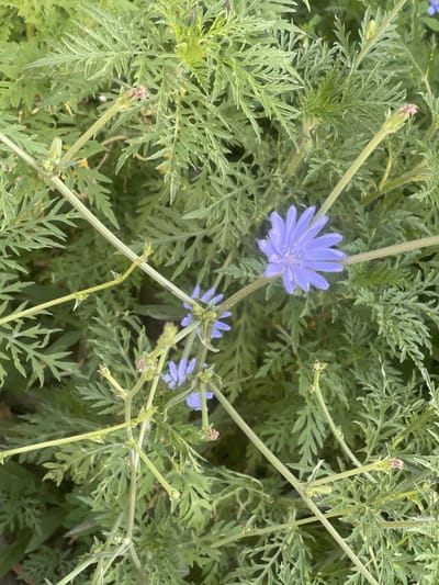 This is a close-up, eye-level, vertical shot of chicory flowers in bloom. The flowers are a vibrant light purple with delicate, elongated petals. They are surrounded by the plant's feathery, green leaves and stems. The background is a soft blur of more foliage, creating a natural, outdoor setting. The lighting is bright, indicating it was taken during the day. There are no people or animals present in the image. The scene appears to be a natural growth of chicory plants, possibly in a field or garden. No specific location in the city of Кызыл-Тоо, Kyrgyzstan can be determined from the image itself.