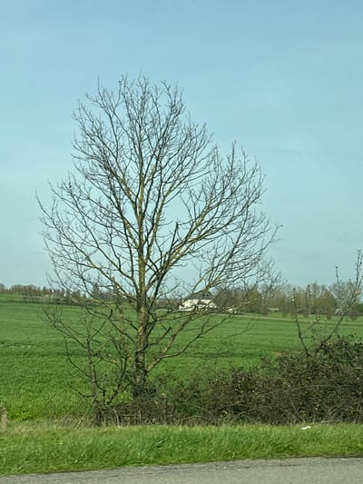 The image depicts a rural landscape within Brentwood, United Kingdom, under a light blue, mostly clear sky. The foreground shows a narrow strip of dark grey asphalt, likely a road edge, transitioning into a vibrant green grass verge. A prominent, tall deciduous tree, devoid of leaves, stands centrally in the midground, its grey-brown trunk and branches featuring patches of lighter green. To the right of this tree, a dense, dark scrub with sparse, small foliage extends horizontally. Behind these foreground elements lies a vast field of uniformly green, low-growing vegetation, indicative of crops. In the background, a detached, light-colored, two-story house with a dark roof is visible within the green field, positioned to the right of the central tree. A distant treeline, also appearing largely bare, defines the horizon. No people or observable actions are present. The bare trees suggest the season is late winter or early spring.