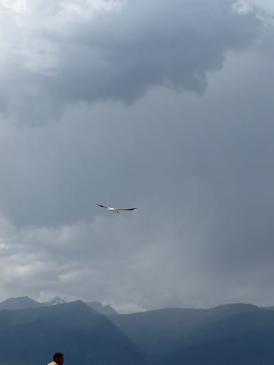 A lone white bird with wings spread soars against a backdrop of heavy, grey, overcast skies in the sky above the mountainous landscape of Kara-Oy, Kyrgyzstan. In the foreground, a person with dark hair is partially visible, facing to the left. The mountains in the background are layered and dark, with some snow-capped peaks visible in the distance. The overall scene depicts a natural, atmospheric setting with a sense of vastness.