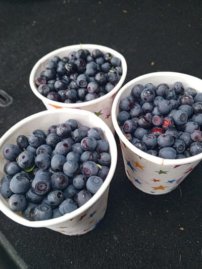Three white paper cups, decorated with colorful stars, are filled with blueberries and placed on a dark, textured surface. The blueberries are a deep blue with some showing a slight purple hue and a dusty bloom. A few berries exhibit red or dark purple interiors where they have been damaged or split open. The cups are positioned at different angles and distances from the viewer, with the front left cup being the largest and closest. The background is dark and out of focus, suggesting an indoor or shaded outdoor environment. The image was taken in the city of Dzerzhinsk, Russia.