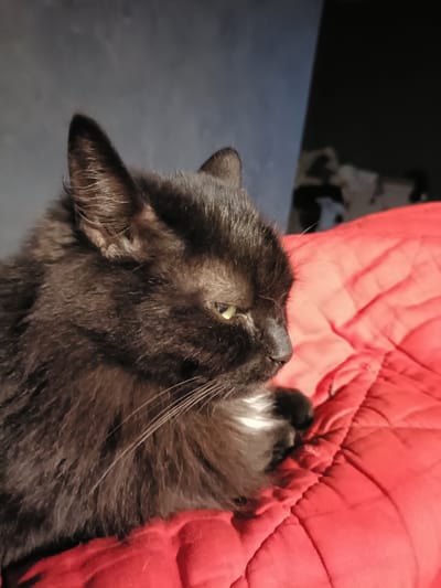 A close-up, eye-level shot captures a black cat lounging on a red quilted blanket. The cat is positioned in the left half of the frame, facing right in profile, with its head turned slightly towards the viewer. Its fur is long and appears somewhat tousled, with subtle hints of brown or dark red in the lighting. The cat has bright green eyes, a prominent white patch of fur on its chest, and long, white whiskers extending from its muzzle. Its ears are alert, and its expression seems calm and relaxed.
The background is dimly lit and out of focus, suggesting an indoor setting. A dark gray surface, possibly a wall or furniture, is visible behind the cat's head. To the right, the red quilted blanket fills the majority of the frame. The quilting creates a textured pattern of raised lines and diamonds across the surface. The lighting in the image appears to be artificial, casting soft shadows and highlighting the cat's fur and the texture of the blanket. The overall mood is peaceful and intimate, focusing on the comfort and repose of the feline subject. No text is visible in the image. The location is Elizavetino, Russia.