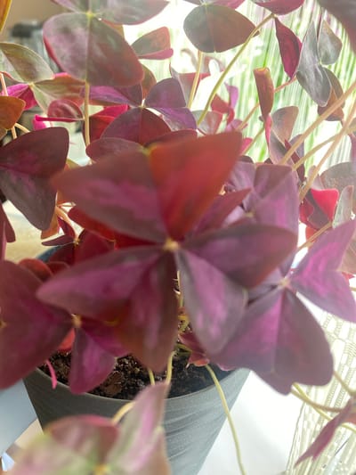 The image shows a close-up view of a potted plant with heart-shaped leaves that are a deep burgundy and pink color. The plant is in a dark gray pot filled with dark soil. The leaves are arranged in clusters and some are in focus while others are blurred. In the background, there is a blurred white object that appears to be a curtain or blinds, and light is filtering through it, creating a soft glow. The overall impression is of a domestic setting, likely an indoor plant. The location of Vălcineț, Moldova, is not visible or suggested by the image content.
