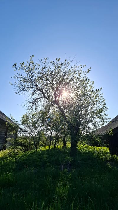The image shows a view looking up at a tree with sparse foliage and bare branches against a bright blue sky. The sun is shining directly through the branches, creating a starburst effect. To the right, there is dense green grass and foliage, along with a portion of a weathered, wooden building structure. The orientation of the image is rotated counter-clockwise. The location is Шешурга, Russia.