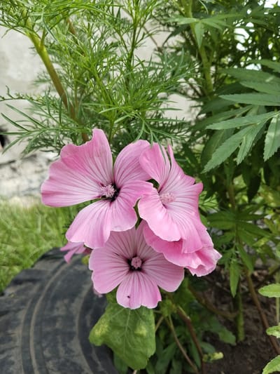 The image depicts a close-up view of three pink flowers with darker pink veins, likely Lavatera, blooming in what appears to be a garden setting. The flowers are in focus, with their delicate petals unfurling. Behind the flowers, lush green foliage is visible, characterized by finely divided leaves and broader, serrated leaves. A dark, ribbed object, possibly an old tire or a similar piece of garden infrastructure, occupies the lower left portion of the frame, partially obscured by the foliage and flowers. The background is a blur of green grass and a light-colored, textured surface, possibly a wall or building. The scene suggests an outdoor environment, likely a residential garden in the city of Зелёное, Russia, given the context. No people are present in the image, and no specific actions or interactions are depicted. The lighting suggests it is daytime.