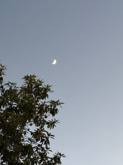 A crescent moon is visible in the clear, pale blue sky above a tree with dark green leaves and some small dark berries. The image was taken in Irvine, United States of America.