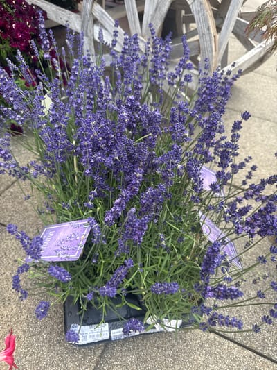 This media file features a close-up view of a potted lavender plant, specifically *Lavandula*, with its characteristic purple blooms and green foliage. The plant is situated outdoors, likely in a garden or nursery setting, with a textured concrete or stone surface visible beneath and to the right. Behind the lavender, a rustic wooden structure, possibly part of a basket or planter, is visible, suggesting a decorative or functional element in the scene.
The focus is on the vibrant purple of the lavender flowers, with many individual florets clustered on slender stems. Some of these stems arch and droop, creating a sense of natural growth and abundance. Two purple plant tags are visible within the foliage. The tag on the left has an image of lavender flowers and the text "LAVANDULA" clearly legible. The tag on the right is partially obscured but shows text and a barcode, indicating it is likely a retail tag.
The lighting suggests it is daytime, and the overall mood is peaceful and natural, highlighting the beauty of the lavender. The context provided of Les Rousses, France, places this scene in a European setting, possibly a floral shop or a residential garden in the French Jura region. There is a hint of other plants in the lower left corner, with dark red or purple foliage. The image is composed to emphasize the texture and color of the lavender.