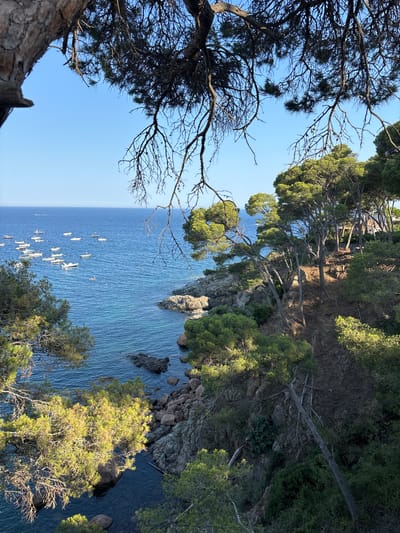This is a medium-shot, landscape-oriented photograph taken from a high vantage point overlooking a coastal scene. The image is rotated 90 degrees counter-clockwise. In the foreground, on the left, is a large tree with dark branches and sparse foliage, its trunk visible at the bottom left. To the right, the scene opens up to reveal a calm, deep blue ocean stretching towards a clear, pale blue sky on the left horizon.
The ocean is populated by a fleet of white sailboats, most with their sails furled, scattered across the water. Along the right side of the image, a rocky coastline covered in lush green trees rises steeply. The trees, predominantly pine trees, are densely packed, with some leaning precariously over the water. The sunlight appears to be warm and diffused, suggesting it is either early morning or late afternoon. The overall impression is one of natural beauty and tranquility.
The location is Llafranc, Spain, a coastal town known for its picturesque bay. The presence of numerous sailboats suggests a regatta or a similar sailing event might be taking place, or it could simply be a popular spot for recreational sailing. There is no visible text in the image.