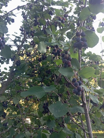 The image shows a close-up view of a tree laden with dark purple berries, likely saskatoons or serviceberries, set against a backdrop of dappled sunlight filtering through foliage. The branches of the tree are thick and textured, some with a grayish bark, others younger and thinner. Clusters of ripe berries hang from thin stems, interspersed with lush green leaves, some of which are quite large and ovate. The overall impression is of abundance and the bounty of nature. The scene appears to be located outdoors in an area with natural vegetation, possibly a park or garden within the village of Keleberdivka, Ukraine, given the prompt's context. No people or animals are visible in the frame.