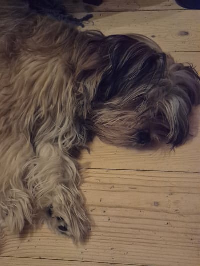 The image shows a shaggy, light brown dog sleeping on a wooden floor. The dog is lying on its side, with its head resting on its paws. Its fur is long and messy, with some darker patches around its face and ears. The wooden floorboards are light brown and have a visible grain. The image is taken from a slightly elevated angle, looking down at the dog. There is no visible indication of the city of Астра-1 Днт, Russia, in the image.