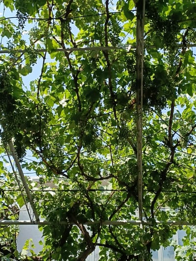 A low-angle, upward view of a grapevine trellis with lush green leaves and developing green grape clusters is depicted. The metal support structure of the trellis is visible, with horizontal beams and vertical posts. Sunlight filters through the foliage, creating dappled light. In the background, glimpses of white buildings with windows can be seen, suggesting an urban setting. While the specific location within the city of Osh, Kyrgyzstan, cannot be definitively identified from the image alone, the presence of grapevines and an urban backdrop is consistent with residential or communal garden areas found in such a city. There are no people or animals present in the image.