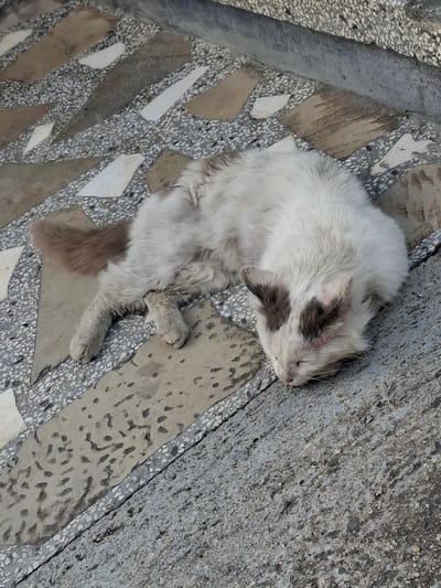 A white and brown bi-color cat is depicted lying on an outdoor paved surface in Kran, Bulgaria. The cat, with a scruffy white coat and distinct brownish-grey markings on its tail and head near the ears, is resting on its left side with eyes closed. Its front and hind paws are extended on the ground. The paving consists of a pattern of light brown-grey, irregularly shaped concrete slabs embedded within a light grey terrazzo-style concrete containing small aggregate. This patterned area transitions into a darker, coarser grey concrete surface along a diagonal line in the lower right and upper right portions of the image, suggesting a change in ground level or material. Some concrete elements display discoloration and surface wear. The scene is illuminated by natural daylight.