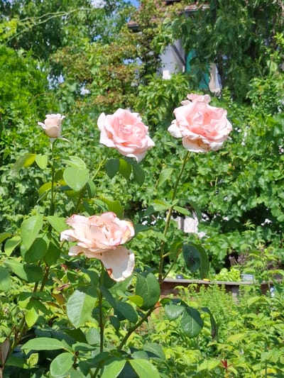 This is a photograph of a rose bush with several pale pink roses in bloom. The roses are in various stages of opening, with some buds and fully bloomed flowers. They are set against a backdrop of lush green foliage. In the background, a white building with green shutters is partially visible, surrounded by trees. The scene appears to be a garden in Klettgau, Germany, judging by the architectural style and the dense greenery. The lighting suggests a sunny day.