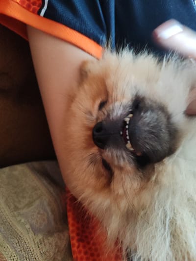 In the city of Molodezhny, Russia, a person's arm, clothed in a navy blue garment with orange trim, is visible. Resting on the arm is a fluffy Pomeranian dog, its head tilted back and mouth open, revealing its teeth. The dog's fur is a mix of light brown and cream. The background consists of a textured surface, possibly a blanket or sofa.