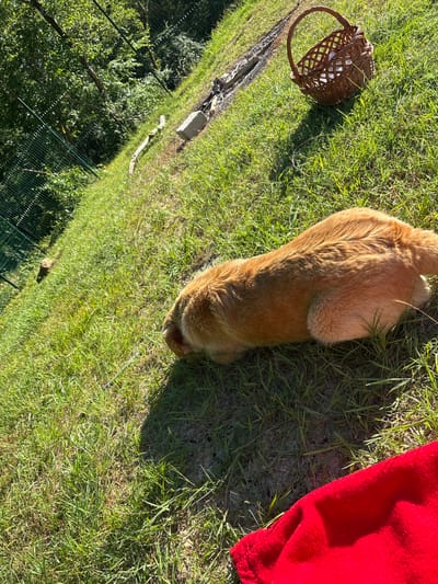 An orange dog is lying on green grass in the city of Vardane-Verino, Russia, with its head down, appearing to sniff something on the ground. A woven basket sits to the upper right of the dog, and a red blanket is visible in the lower right corner. The background shows trees and a green fence.