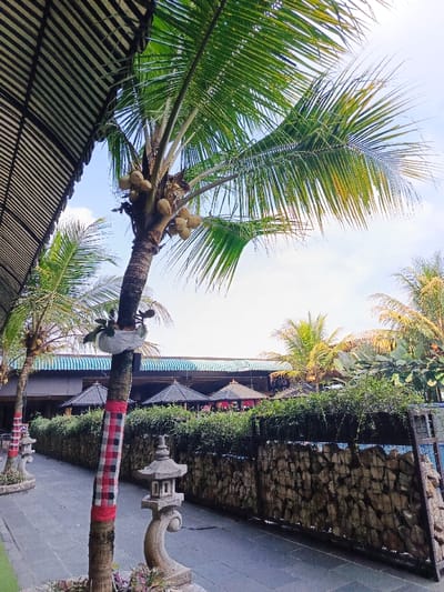 A tropical scene features palm trees laden with coconuts. The trees are decorated with red and black checkered fabric and some have plants in white containers attached to their trunks. The pathway is lined with stone walls, lush greenery, and traditional stone lanterns. In the background, there are structures with pagoda-style roofs and a building with a green and white striped awning, all under a bright sky.