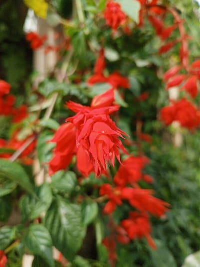A close-up photograph depicts a dense cluster of vibrant red tubular flowers, consistent with *Salvia splendens* (scarlet sage), in sharp focus, situated in Zowieta, Liberia. The primary flower cluster is positioned slightly right of the frame's vertical center, showcasing multiple individual florets with ruffled, pointed tips. A minute, bright white speck is visible on one petal within this central cluster. Surrounding and behind the main subject, additional red flowers and green foliage are present, progressively blurring into a soft, verdant background, indicative of a shallow depth of field. No human figures or specific manufactured objects are discernible in the scene. The environment is characterized by lush plant growth.