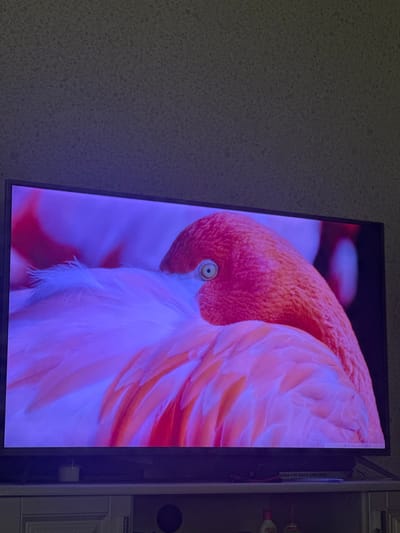 A television screen displays a close-up image of a flamingo. The flamingo is largely covered by its own pink and white feathers, with its bright pink head and one visible eye peeking out from its plumage. The lighting on the screen is predominantly purple and pink. The television is placed on a shelf in front of a textured, dark grey wall. Below the television, on the shelf, is a blue box with white text that reads "AGER FOR BACK AND NECK." There are also two bottles with red caps visible on the shelf below. The scene is indoors, in what appears to be a residential setting. There are no people visible in the frame. There is no information in the image that can identify the location as Ridder, Kazakhstan.