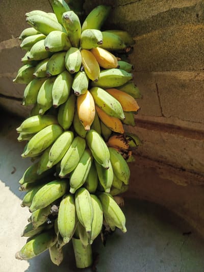 A bunch of green and yellow bananas hangs from a rope, leaning against a textured, light brown, stone wall. The bananas are clustered together, with some showing signs of ripening to a yellow hue while others remain predominantly green. The wall has visible lines and a rough surface. The ground beneath the bananas appears to be a light gray, concrete-like surface, casting shadows from the bananas and rope. Sunlight illuminates the scene, creating a play of light and shadow. The image seems to be taken outdoors, with a hint of a building or structure in the background. The context of Beuringen, Indonesia, suggests a tropical or subtropical climate. There are no people visible in the image.