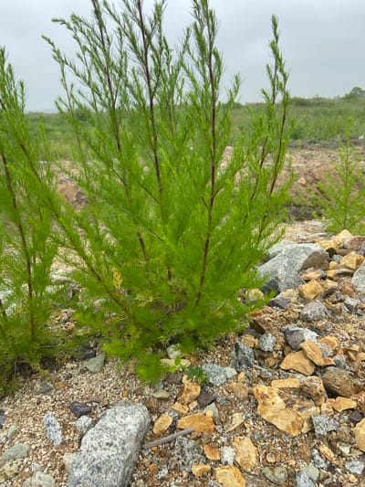 This is a close-up, eye-level, outdoor photograph taken in the city of Mayachnoye, Russia. The scene depicts a patch of rough terrain characterized by a mix of small pebbles, gravel, and larger rocks, including granite and yellowish-brown stones. In the foreground, a vibrant green, bushy plant with slender, reddish-brown stems and feathery leaves stands prominently. The plant appears to be young, with several stems reaching upwards. To the left and right of this main plant, other similar, smaller plants are visible, suggesting a natural or semi-wild environment. In the background, a field of green grass and vegetation extends towards a hazy, overcast sky. The overall impression is one of a somewhat barren or developing landscape, possibly a construction site or an undeveloped area within the city, where hardy vegetation is beginning to establish itself amidst rocky ground. There are no people or animals visible in the frame, and no specific actions or interactions are taking place. The focus is on the natural elements of the environment.