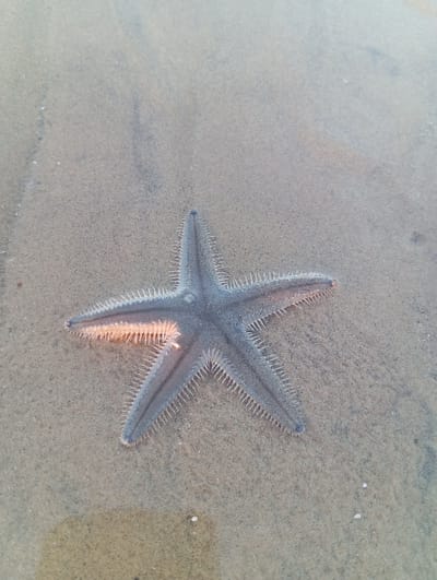 A five-armed starfish, approximately 15-20 cm in diameter, is situated centrally on a wet, light-brown sand substrate in the city of Tritunggal, Indonesia. The starfish exhibits a uniform gray-blue coloration across its dorsal surface. Each of its five radially symmetrical arms is lined with dense, short, pointed, white or translucent tube feet. The tube feet on the upper-left arm show a distinct golden-orange illumination, indicative of direct light reflection. The surrounding sand is fine-grained and partially covered by a thin layer of clear water, creating a slightly reflective surface in the upper portions of the image. No other subjects, actions, or interactions are present in the scene.