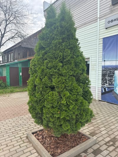 The image shows a large, conical evergreen tree planted in a square, concrete planter filled with bark mulch. The planter is situated on a brick-paved walkway. Behind the tree, to the left, is a rustic wooden building with a green-painted lower section and two brown garage doors. Above this building, bare branches of a deciduous tree are visible against an overcast sky. To the right of the evergreen tree is a modern building with light-colored horizontal siding. A sign with Cyrillic lettering, reading "ОФИЛ" (likely part of "ОФИЦИАЛЬНО" or similar, meaning "Official"), is mounted on the siding. A large blue banner with a cityscape illustration is also attached to this building. The ground is paved with rectangular bricks in a herringbone pattern. The overall scene appears to be an outdoor area in the town of Chastyye, Russia, possibly in front of an administrative or commercial building adjacent to older structures. No people are visible in the image.
