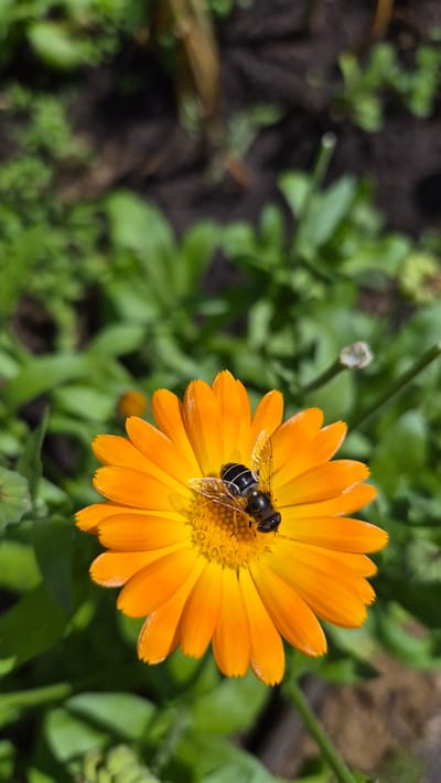 A close-up shot captures a hoverfly with black and yellow stripes resting on the bright orange petals of a calendula flower. The flower's center is a vibrant yellow with numerous small florets. The background consists of green foliage and dark soil, suggesting an outdoor garden setting. The image is well-lit, with the sun casting a slight shadow on the flower petals and highlighting the hoverfly's translucent wings. The scene is static, with no discernible actions or interactions taking place. The composition is focused on the insect and the flower, with the background blurred to emphasize the main subjects. The overall impression is one of natural beauty and the delicate balance of an ecosystem.