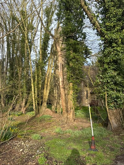 The image portrays a sunlit wooded churchyard located in North Norfolk, United Kingdom. In the background, a stone church building, characterized by grey masonry walls, arched windows, and a prominent tower, is partially visible through a dense canopy of trees. The mid-ground features numerous deciduous trees, many with bare branches, intertwined with green ivy. A central tree trunk displays significant stripped bark. Several weathered grey gravestones are discernible amongst the trees, indicative of a burial ground. The foreground comprises uneven terrain with patches of green grass, exposed earth, and clusters of blooming yellow daffodils. In the lower right quadrant, a red and black striped traffic cone stands upright, supporting a vertically inserted white pole topped with a white cap. A shadow, consistent with a human silhouette, is cast on the ground immediately to the left of the cone. No people or animals are present within the scene.