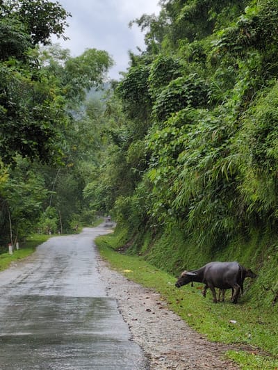 A water buffalo is grazing on the side of a wet, paved road in a rural mountainous area. The road curves away into lush, green vegetation. The buffalo is dark gray and appears to be an adult, with two younger, smaller buffalo nearby. The area is heavily treed with dense foliage on both sides of the road. The sky is overcast, suggesting a cloudy or rainy day. The scene is consistent with the landscape of Mậu Duệ Commune, Vietnam, known for its rural and mountainous terrain.