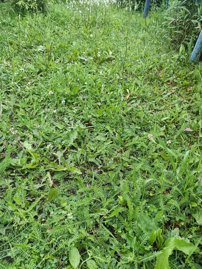 The image shows an overgrown patch of grass and weeds in an outdoor setting. The vegetation is dense and varied, with different types of green leaves and some small white flowers scattered throughout. In the background, a portion of a blue object, possibly a pipe or part of a structure, is visible. The ground is covered in a mix of plant debris and soil. The overall impression is one of unkempt nature. No people or specific landmarks of the city of Первомайское, Russia are identifiable in the image.