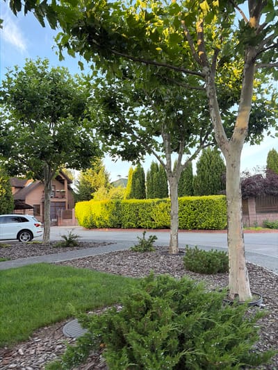 In the city of Slobozhanske, Ukraine, a white SUV is parked in a suburban driveway. The car is positioned to the left of the frame, facing the street. The driveway is bordered by a neatly manicured lawn and mulch beds. Tall, mature trees with textured bark line the street, their leaves forming a green canopy overhead. Behind the trees, a vibrant green hedge forms a natural fence, separating the properties. In the distance, a two-story brick house with a balcony is visible, hinting at the residential nature of the area. The sky above is a clear blue with a few wispy clouds, suggesting fair weather. The overall scene depicts a well-kept residential area with a focus on landscaping and greenery.