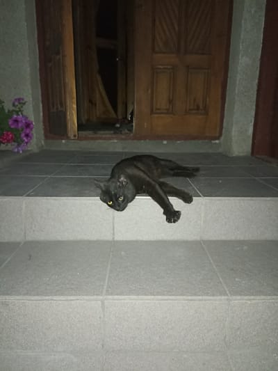 A black cat with yellow eyes lies stretched out on gray tiled steps in front of a wooden door. The cat is positioned facing towards the left of the frame, with its head turned to look towards the camera. In the background, a partially open wooden door reveals a dark interior. To the left of the door, a small cluster of purple and red flowers is visible. The scene appears to be an exterior setting, possibly a porch or entranceway.