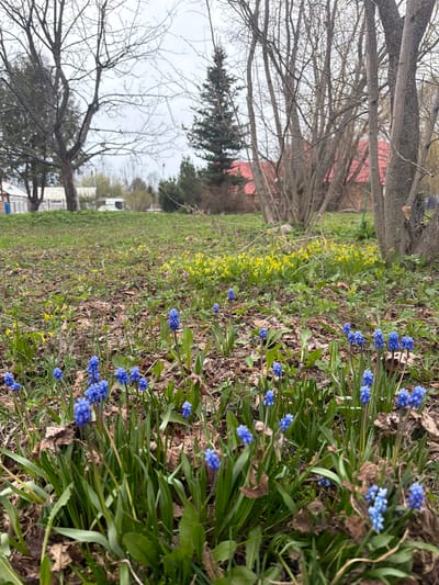 A vibrant springtime landscape is captured, depicting the transition from winter dormancy to spring bloom under an overcast sky. The foreground is dominated by extensive clusters of bright blue muscari (grape hyacinths), their small, bell-shaped flowers densely packed along stems, emerging from long, green, strap-like leaves. These blue flowers are interspersed with and surrounded by scattered dry brown leaves and younger green foliage.
Further back, a swathe of small, cheerful yellow flowers, possibly lesser celandine, adds another layer of color to the ground cover, which consists of grass and remnants of dried leaves. In the midground, several bare deciduous trees, their branches intricately patterned against the sky, indicate early spring. Behind these trees, a building with a distinct red roof is partially visible. To the left, a darker, possibly evergreen tree stands.
The background reveals a wide, grassy expanse, with faint outlines of additional structures, potentially houses or trailers, under a bright, uniformly gray or white sky. The overall scene suggests a rural or semi-rural setting, rich in natural elements. No human activity or people are visible. The time of day is daytime, under cloudy weather conditions. This serene spring scene is set in Shibanikha, Russia. There is no visible text in the image.