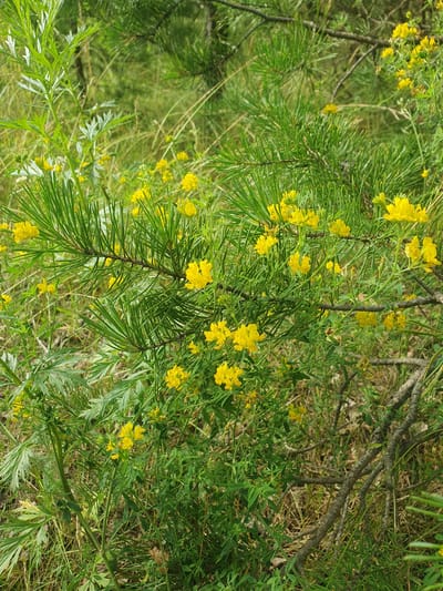 A close-up, eye-level shot captures a patch of wild flora in Mukhametovo, Russia. The scene is dominated by the vibrant green of pine needles and lush foliage, interspersed with clusters of small, bright yellow flowers. The flowers appear to be growing on slender stems, often nestled amongst the pine branches. Some of the leaves are feathery and silver-green, contrasting with the darker green of the pine needles and other leafy plants. The background consists of more blurred green vegetation and dried grasses. The lighting suggests it is daytime, with soft natural light illuminating the scene. No people or animals are visible. The overall impression is of a natural, untamed environment.