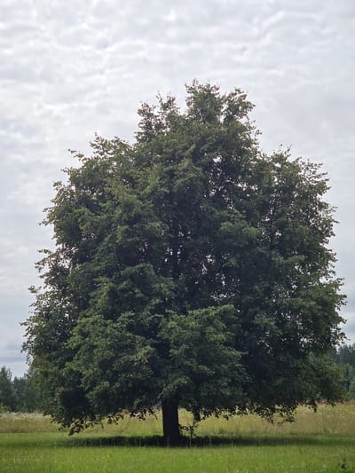 A large, mature deciduous tree stands in a grassy field under a cloudy sky. The tree has a full, rounded canopy of dark green leaves and a thick trunk. In the background, a line of trees can be seen, and the field appears to be a meadow with wildflowers. The scene is located in the village of Kaulakiai, Lithuania.