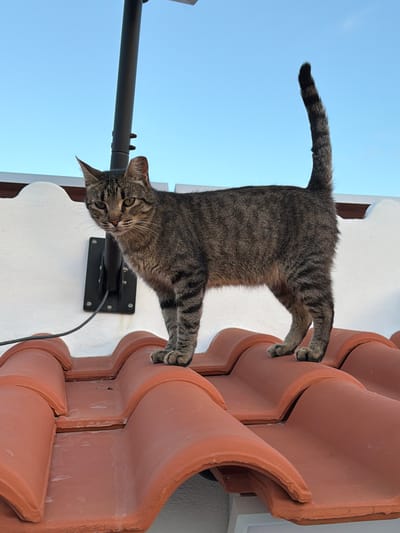 A tabby cat is standing on a red tile roof under a clear blue sky. The cat is facing left and looking at the camera. Behind the cat, there is a white wall with a black mount attached to it. A black cable runs from the mount down towards the roof. The roof tiles are curved and orange-brown in color. The scene appears to be on the exterior of a building.