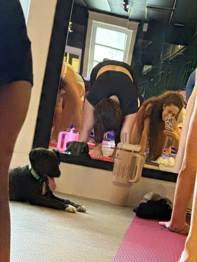 The scene depicts an indoor yoga or fitness studio in East Naples, United States of America, characterized by a light-colored floor and a prominent mirrored wall reflecting parts of the room. In the foreground, a black dog, identifiable by its light blue-green collar and white markings on its paws, lies on the floor, facing right with its tongue extended. Centrally positioned, a person wearing a black top and dark bottoms is performing a forward-bending yoga pose, their back to the viewer. To the right of this individual, a large, light pink tumbler with a handle, a straw, and a gold geometric pattern stands on the floor next to a red yoga mat. The mirrored wall reflects a woman with long brown hair, wearing a pink top, holding a smartphone in a manner consistent with taking a selfie or recording. Additional reflections include a partial view of another person's legs standing on a yoga mat, a pink water bottle, and a white-framed window. The presence of multiple individuals and exercise equipment suggests a group fitness or yoga session.