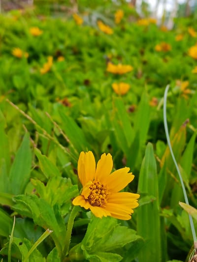 In the city of Rheum Barat, Indonesia, a close-up shot focuses on a vibrant yellow flower, its petals slightly curled and detailed, resting amongst lush green foliage. The flower's center is a cluster of small, textured florets, also yellow. The surrounding leaves are varied in shape and size, some broad and textured, others more slender and grass-like. The background is a blur of more green vegetation and occasional hints of other yellow flowers, suggesting a field or garden setting. The lighting is natural, likely daylight, casting soft shadows and highlighting the textures of the plants. No people or animals are visible in the frame.
