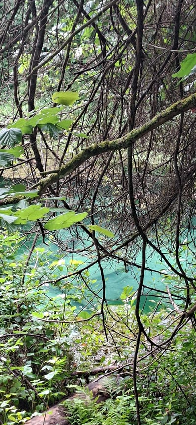 The image depicts a dense forest scene with a body of turquoise water visible in the background, partially obscured by tree branches and foliage. The foreground is dominated by a network of thin, dark tree branches, some of which are covered in moss. Lush green leaves and other vegetation are scattered throughout the scene, with some larger leaves in the foreground and smaller, more delicate leaves further back. A fallen log covered in moss and ferns is partially visible at the bottom of the frame. The lighting suggests an overcast day, with diffused light creating a somber atmosphere. The location is identified as Saula, Estonia. There are no people or animals present in the image.