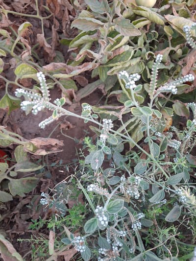 The image depicts a patch of vegetation on dry, brown soil. The plants are characterized by their green, oval-shaped leaves, many of which are tinged with brown and appear withered. There are numerous small, white flowers clustered on thin stems, forming spike-like inflorescences. Some of these flower spikes are fully formed, while others are still developing. The overall impression is one of a dry, somewhat overgrown area. The scene appears to be outdoors in a natural or semi-natural setting. No people or animals are visible in the image. The location is specified as Utmayli, Uzbekistan.